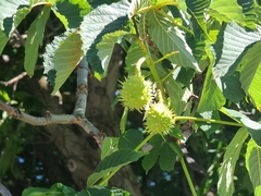 Aesculus hippocastanum