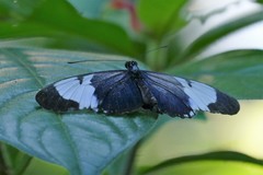 Heliconius cydno