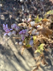 Acourtia microcephala