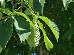 Aesculus hippocastanum