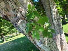 Aesculus hippocastanum