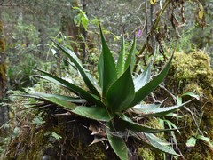 Agave obscura