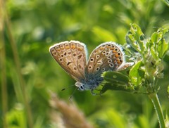 Polyommatus icarus