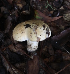 Tylopilus peralbidus image