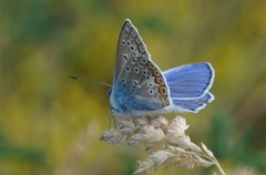 Polyommatus icarus