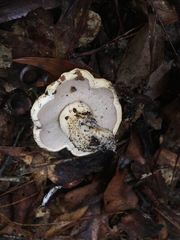 Tylopilus peralbidus image