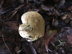 Tylopilus peralbidus image