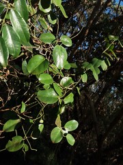 Vincetoxicum biglandulosum