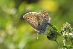 Polyommatus icarus