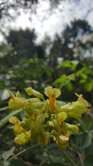 Aesculus pavia flavescens