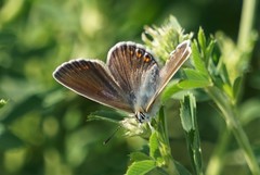 Polyommatus icarus
