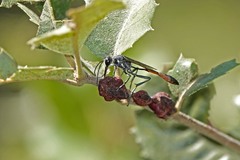 Disholandricus chrysolepidis