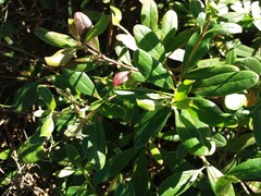 Scaevola montana