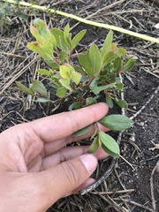 Arctostaphylos nevadensis