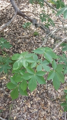 Aesculus pavia flavescens