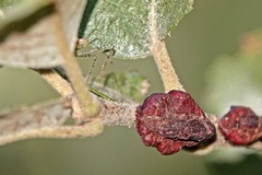 Disholandricus chrysolepidis