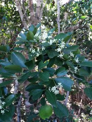 Denhamia fournieri