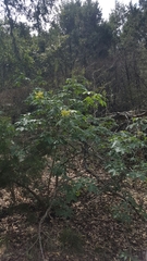 Aesculus pavia flavescens