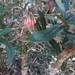 Pycnandra filipes - Photo (c) juju98, algunos derechos reservados (CC BY-NC), subido por juju98