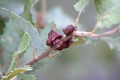 Disholandricus chrysolepidis