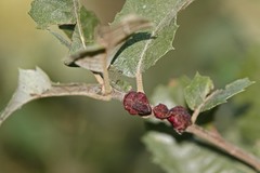 Disholandricus chrysolepidis