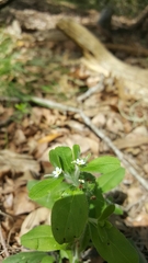 Lithospermum matamorense