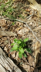 Lithospermum matamorense
