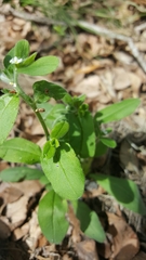 Lithospermum matamorense