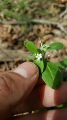Lithospermum matamorense