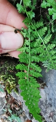 Asplenium fontanum fontanum