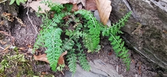 Asplenium fontanum fontanum