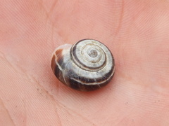 Helicella itala