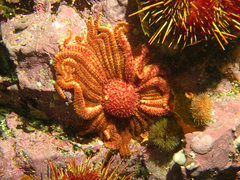 Labidiaster radiosus
