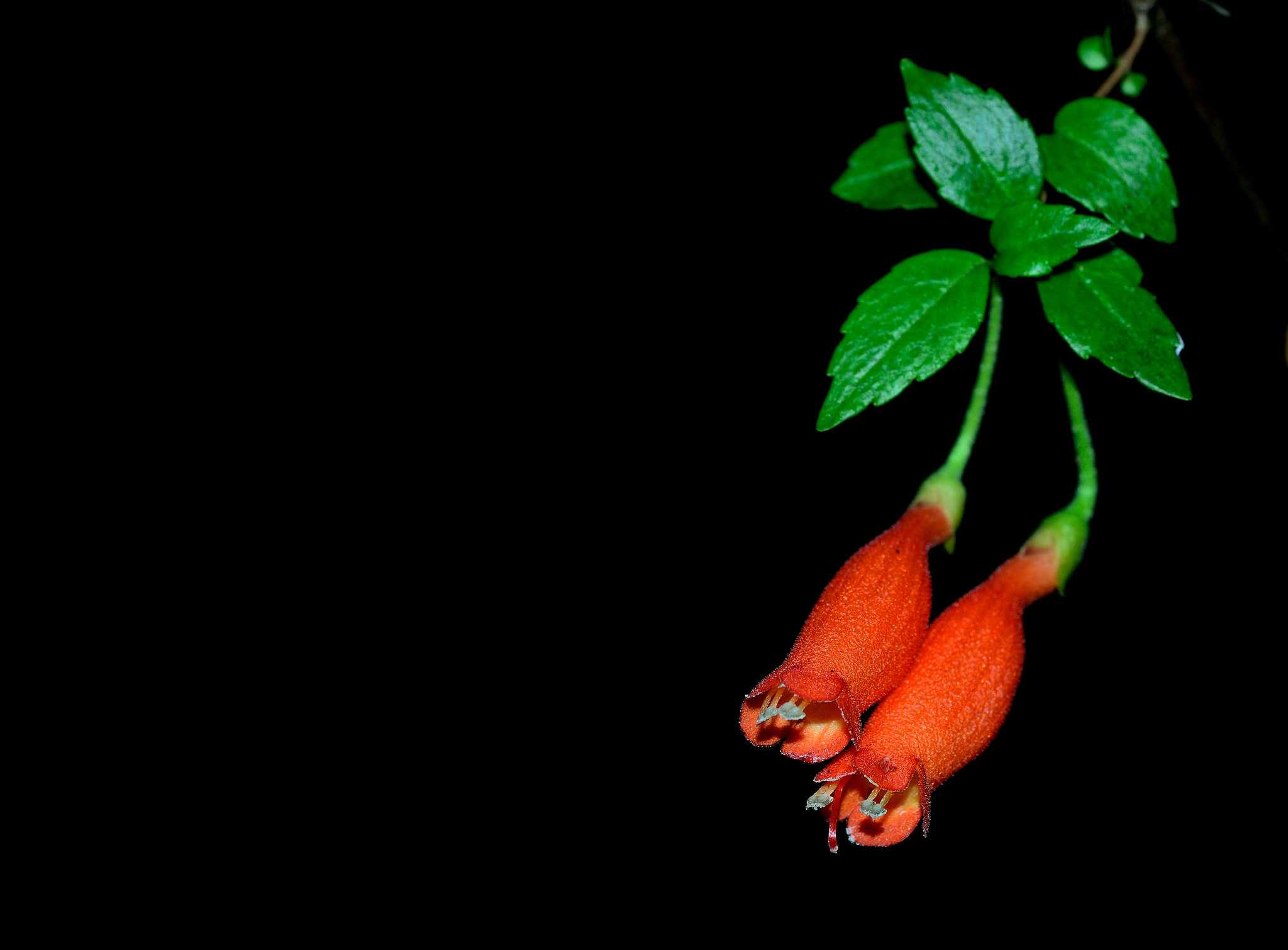Mitraria coccinea