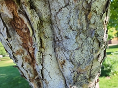 Aesculus hippocastanum