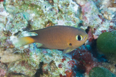 Pycnochromis atripes