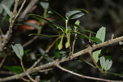 Crinodendron hookerianum