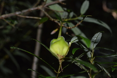 Crinodendron hookerianum