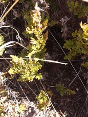 Myriopteris wrightii