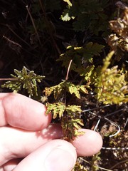 Myriopteris wrightii