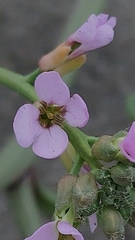 Cakile maritima maritima