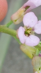 Cakile maritima maritima