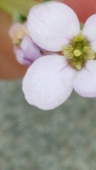 Cakile maritima maritima