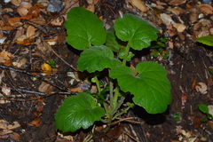 Francoa appendiculata