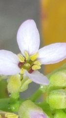 Cakile maritima maritima