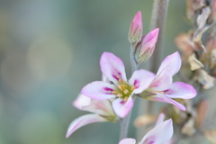 Francoa appendiculata