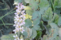 Francoa appendiculata