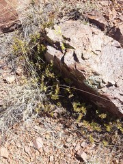 Myriopteris wrightii