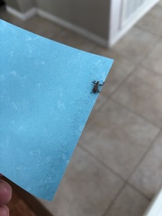 Pandeleteius defectus