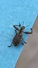 Pandeleteius defectus